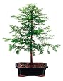 Brussel`s Dawn Redwood Bonsai
