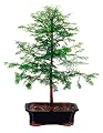 Brussel's Dawn Redwood Outdoor Bonsai Tree