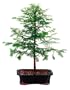 Brussel's Dawn Redwood Bonsai