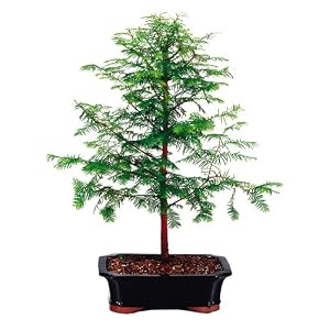 Brussel's Dawn Redwood Bonsai by 