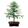 Brussel's Dawn Redwood Bonsai