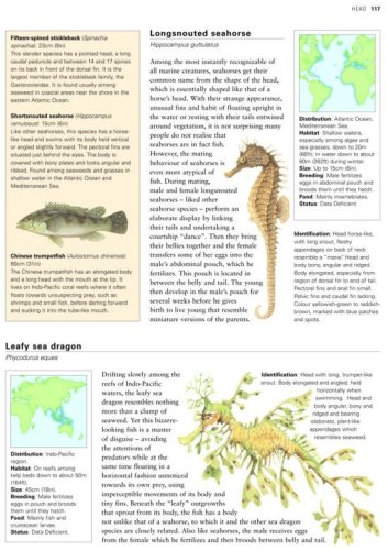 Illustrated World Encyclopedia of Marine Fish and Sea Creatu: A Natural History and Identification Guide to the Animal Life of the Deep Oceans, Open ... Estuaries, and Shorelines of the World