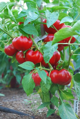 Alma Paprika Pepper 30+ Seeds Alma Paprika Pepper 30+ Seeds