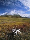 Bleached Caribou Antler on Tundra Photographic Poster Print, 42x56