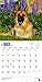 German Shepherds - 2016 18 Month Calendar 12 x 12in
