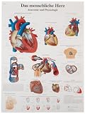 3B Scientific VR0334UU Glossy Paper Das menschliche Herz - Anatomie und Physiologie German Chart, Poster Size 20