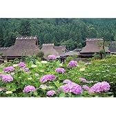300ピース 紫陽花薫る美山町 73-162