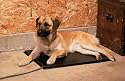K&H Lectro Kennel with Free Fleece Cover, Medium