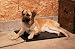 Kitchen & Housewares : K&H Lectro Kennel with Free Fleece Cover, Large