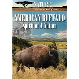Nature: American Buffalo