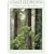 Coast Redwood: A Natural and Cultural History