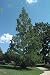 Dawn Redwood Tree, 5-6 Feet Hefty Tree for Screens or Shade, Local Delivery or Pick-U...