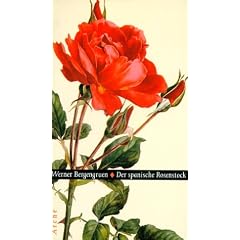 Der spanische Rosenstock