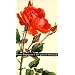 Der spanische Rosenstock