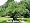Noni Juice Plant 10 Seeds - Morinda citrifolia -Magical