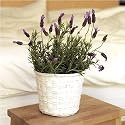 Provence Lavender