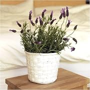 Floral Provence Lavender Floral Provence Lavender