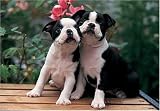 Boston Terrier 300 Piece Jigsaw Puzzle)07)
