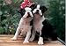 boston terrier - Boston Terrier 300 Piece Jigsaw Puzzle)07)