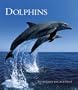 Dolphins Weekly Engagement Calendar