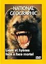 National Geographic : Lions et Hy&egrave;nes, face &agrave; face mortel