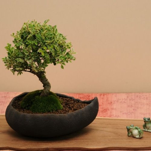 小品盆栽：黄金けやき (信楽焼小鉢)