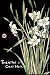 All Products : Theatre Du Chat Noir (Irises) Art Poster Print - 24" X 36"