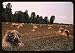 Photo Typical southeastern Georgia farm with newly harvested field of oats 1939
