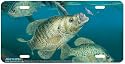 Working Undercover - Crappie Fish Art Print - License Plate by Randy McGovern from Airstrike, Inc.