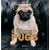Living with Pugs