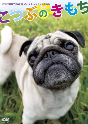 「結婚できない男」のパグ犬・ケンちゃんのDVD 「こつぶのきもち」 バラエティ
