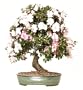 Brussel's Satsuki Azalea Specimen Bonsai