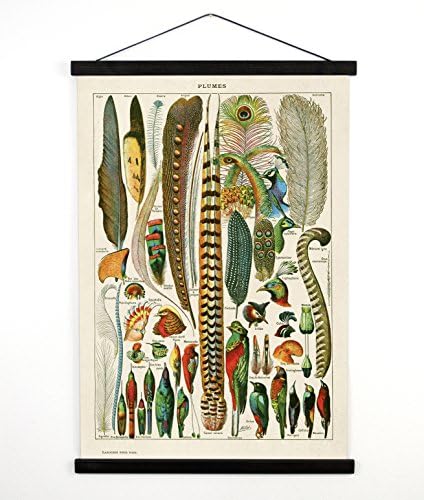 Pull Down Chart - Vintage Plumes and Birds Print - 14" x 20" Canvas Wall Hanging Reproduction. Feather Chart Diagram Millot. CP239cv