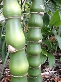 Buddha Belly Bamboo Wamin Makes Unique Gift for Home or Patio Decor Evergreen Perennial Clumping Grass Great Green Holiday Gift Bambusa Vulgsris Wamin FREE SHIPPING