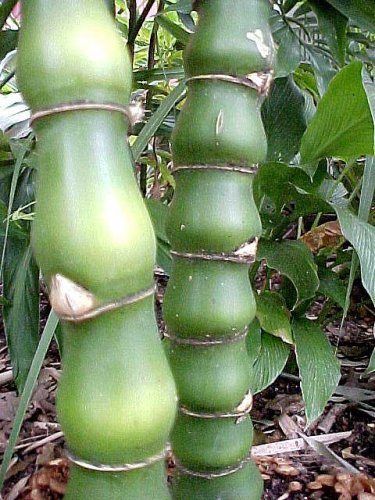 Buddha Belly Bamboo Wamin Makes Unique Gift for Home or Patio Decor Evergreen Perennial Clumping Grass Great Green Holiday Gift Bambusa Vulgsris Wamin FREE SHIPPING