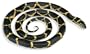 Safari LTD Incredible Creatures Chain Kingsnake