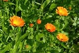 Ringelblum - Calendula 10 - 60