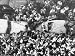 Fans Clamoring to Get Autographed Photos from Jerry Lewis and Dean Martin Photographi...