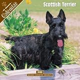 2008 Scottish Terrier 2008 16 Month Pinup Wall Calendar **IN STOCK NOW**