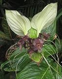 Seedeo Weiße Fledermausblume (Tacca integrifolia) 15 Samen