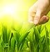 Human Hand Touching Green Grass. Environment Conservation Concep - 24