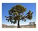 Big Joshua Photographic Poster Print by Rany Lutz, 10x8