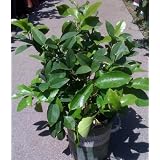 Meyer Lemon Tree One Gallon by Monrovia Growers