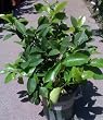 Meyer Lemon Tree One Gallon by Monrovia Growers