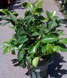 Meyer Lemon Tree One Gallon by Monrovia Growers