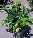 Meyer Lemon Tree One Gallon by Monrovia Growers