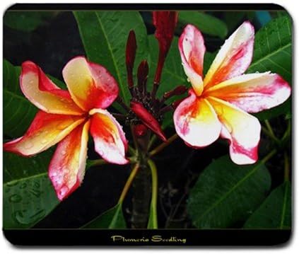 Madame Poni Seedling Flower Mouse Pad