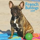 French Bulldogs 2009 Square Wall Calendar