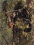 Bow Hunter Ghillie Suit