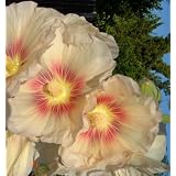 No 97 Alcea Rosea Creamy Carmel 20 Hollyhock Cottage Garden Flower Seeds Plus Additional Pac